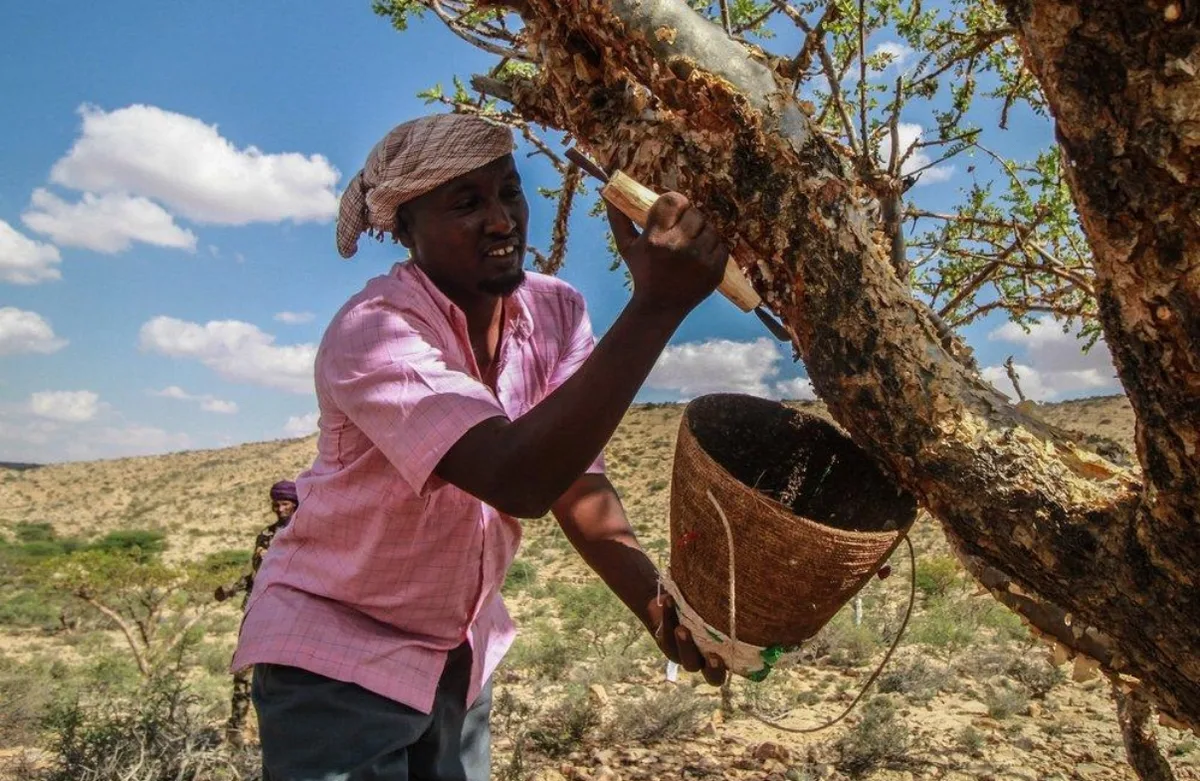 Somali harvester tapping a Boswellia frankincense tree with a traditional collection basket