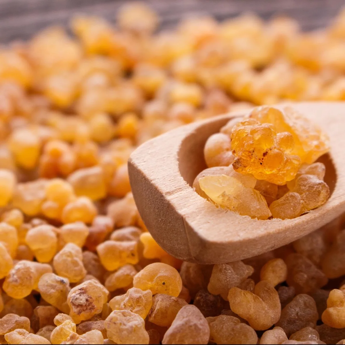 Golden natural resin tears in close-up, sorted for export